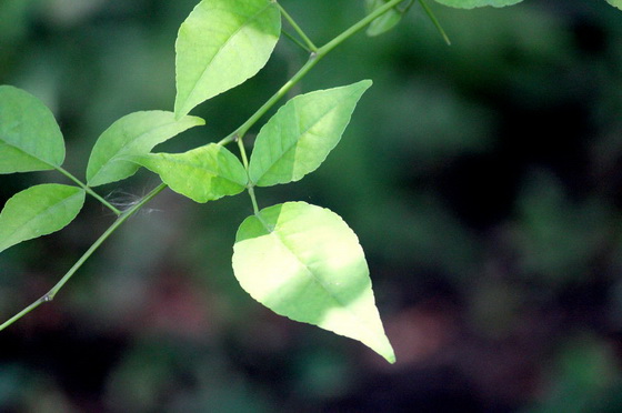 Bowelcare Org. 90cps Organic India - 3