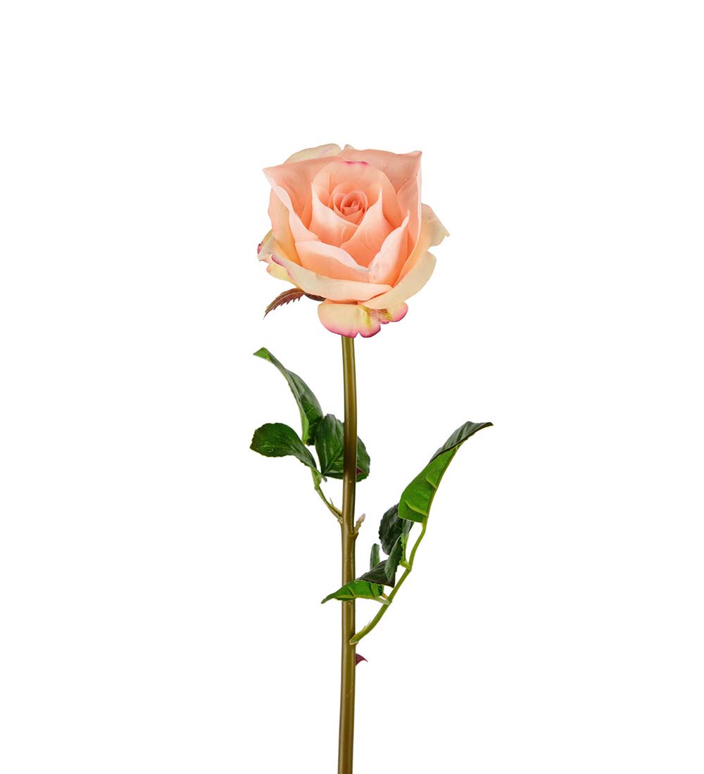 Ros aprikos 65 cm - 2