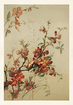Poster 70x100 cm rosenkvitten