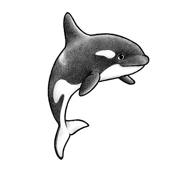 Orion the orca