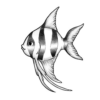 Skylar the angelfish