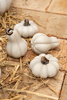 Pumpa Mini Vit - Poly - 2-pack
