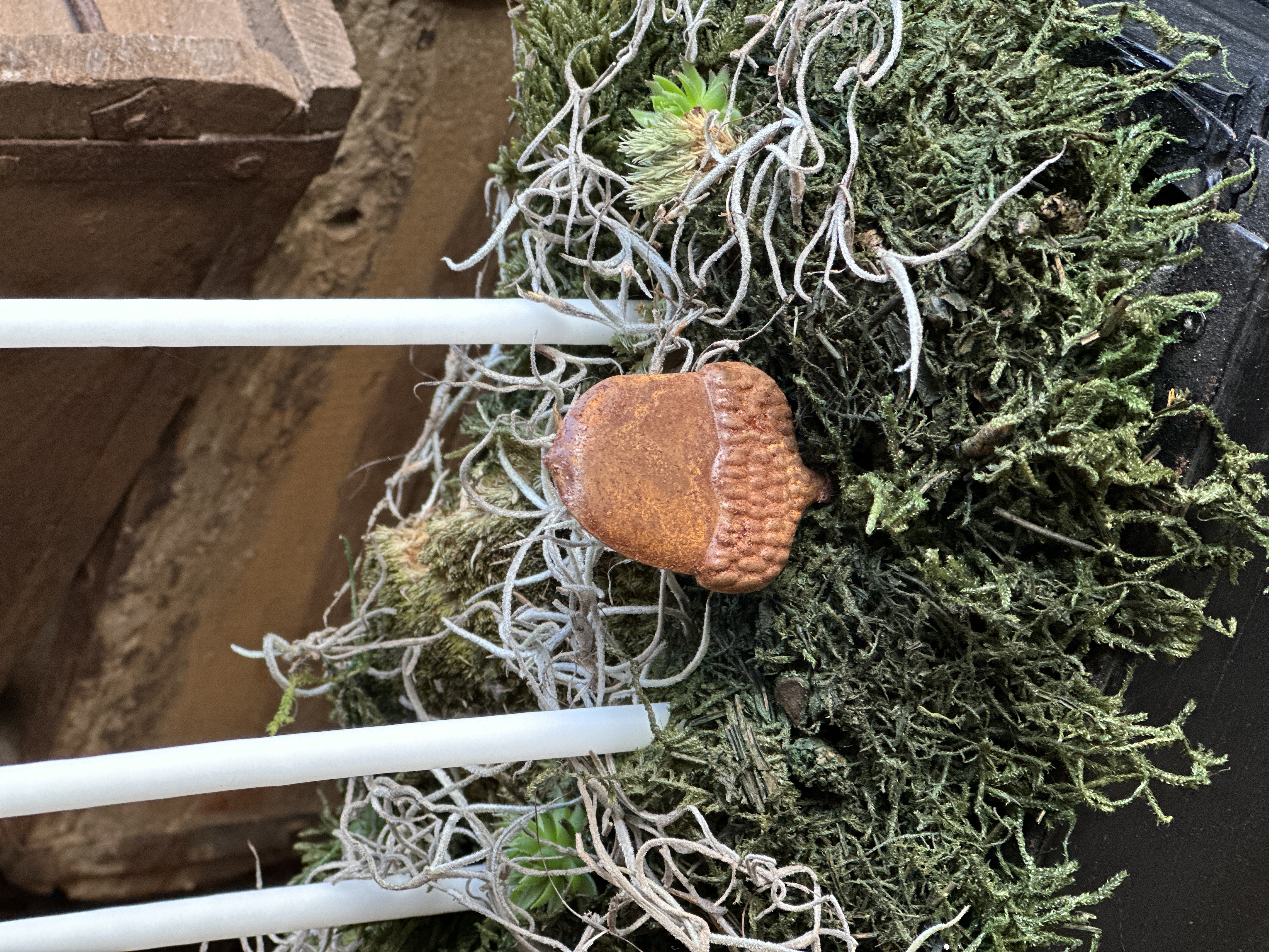 Ekollon på stick, rost  - 4 cm
