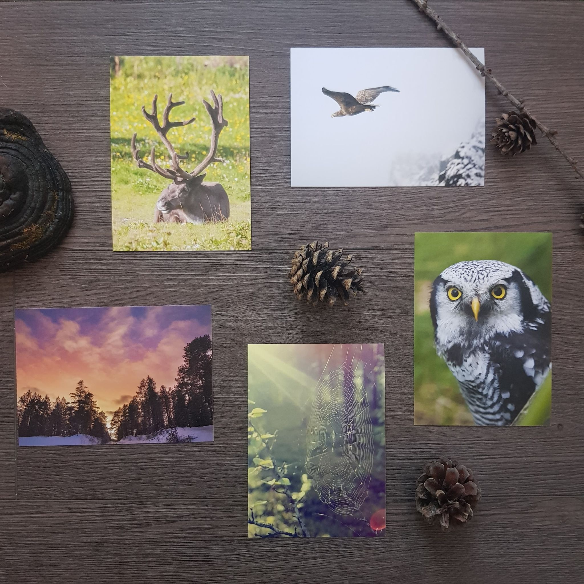 Postkortpakke - Dyr og natur