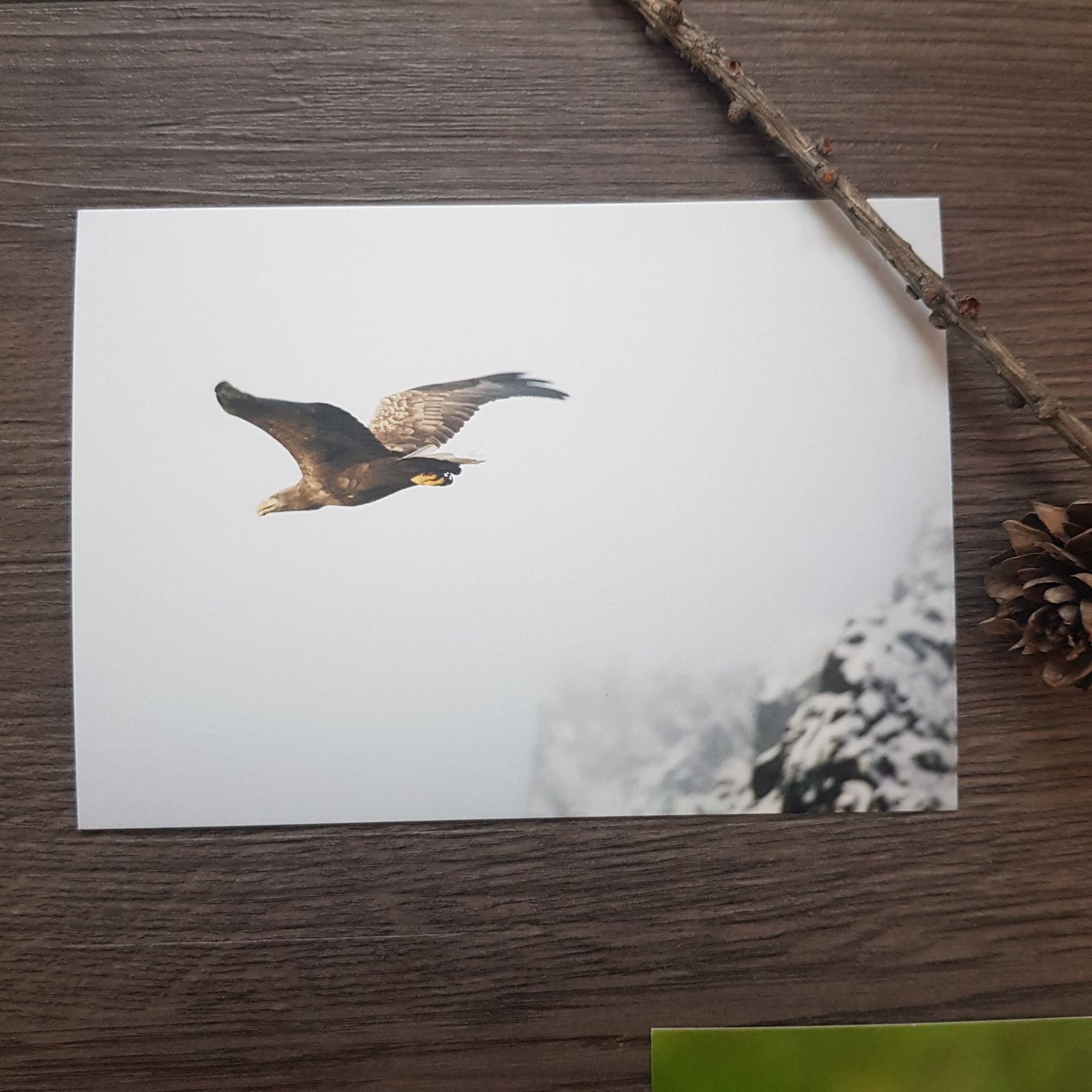 Postkortpakke - Dyr og natur - 6