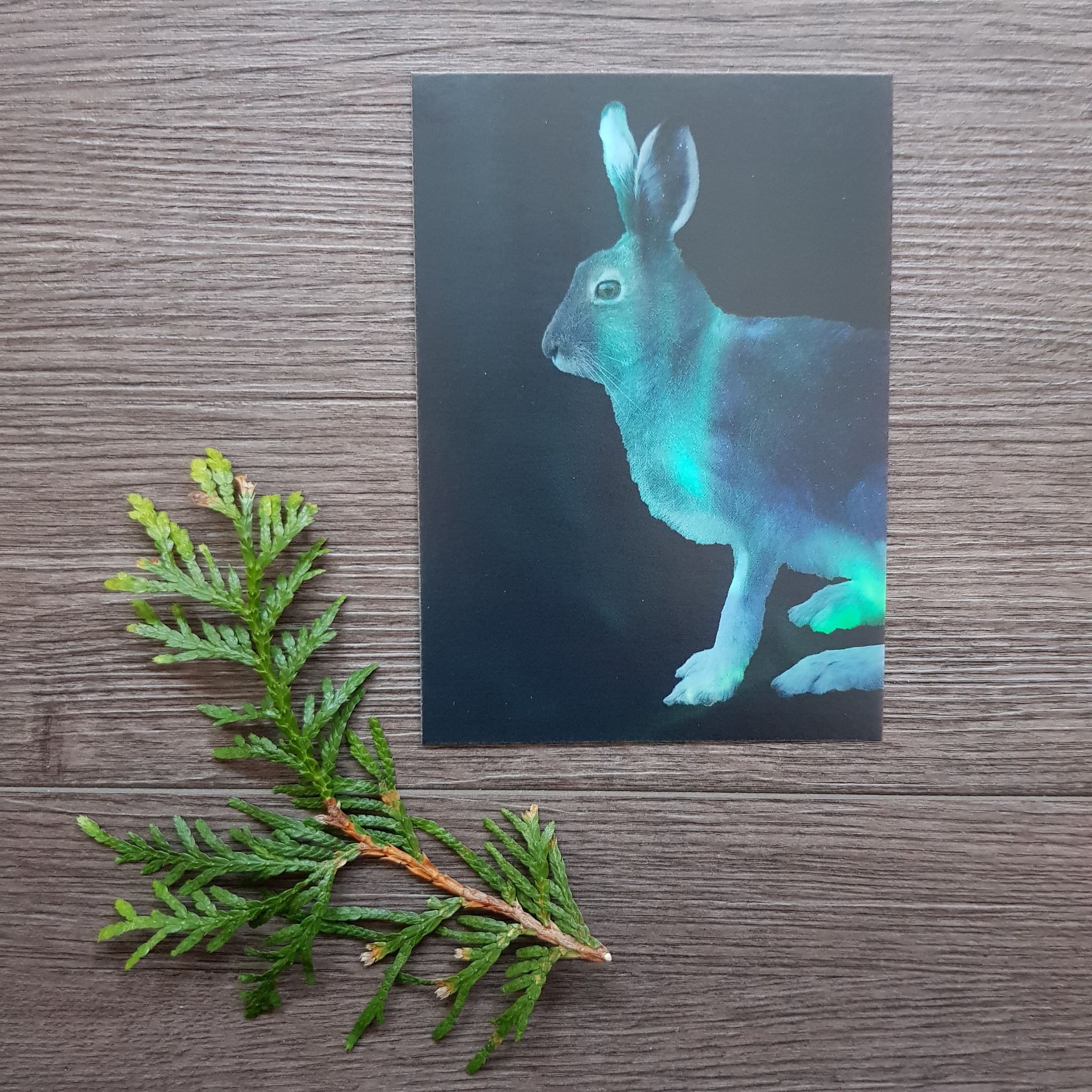 Hare og nordlys