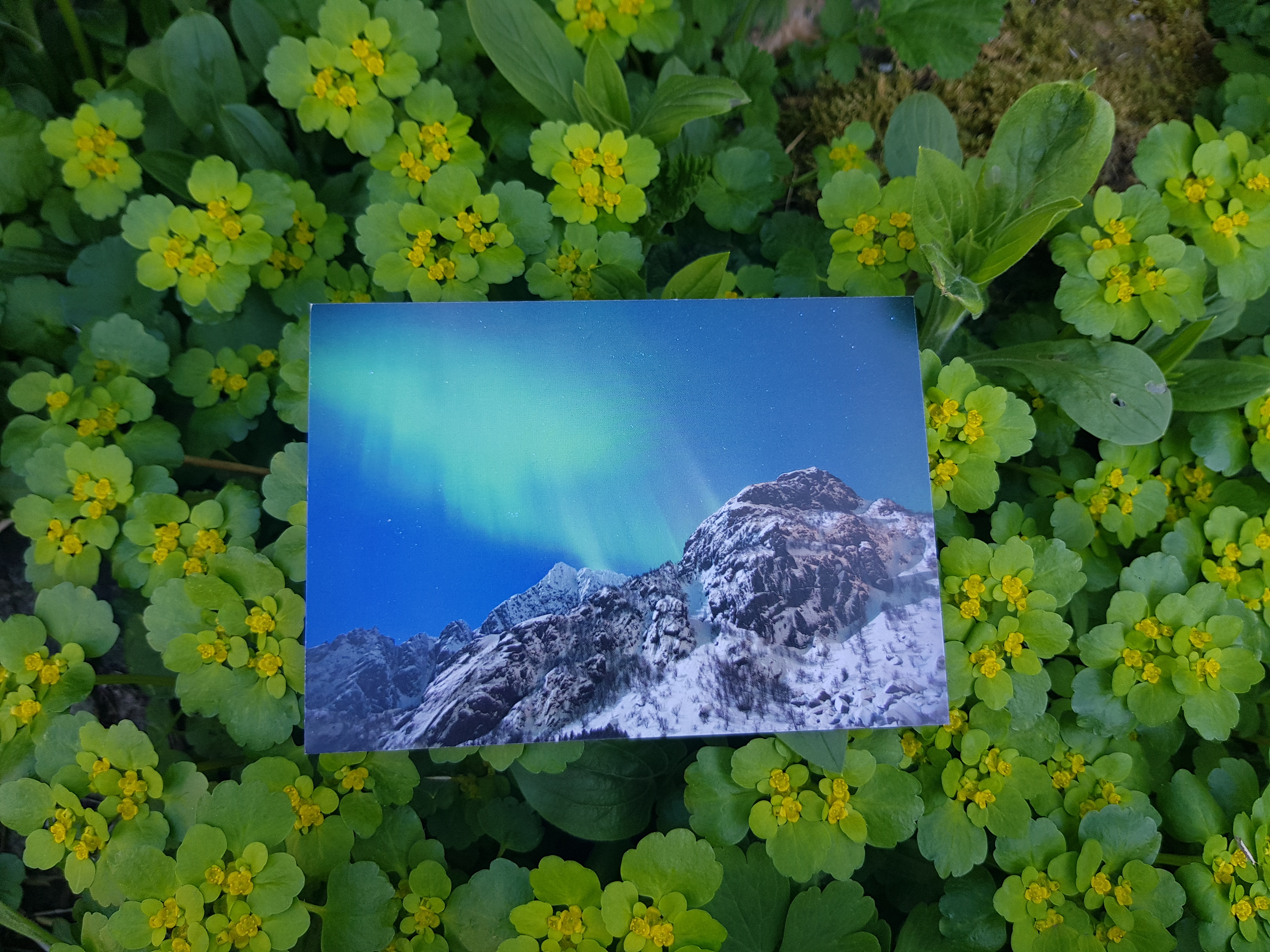 Nordlys - Kalle i Lofoten