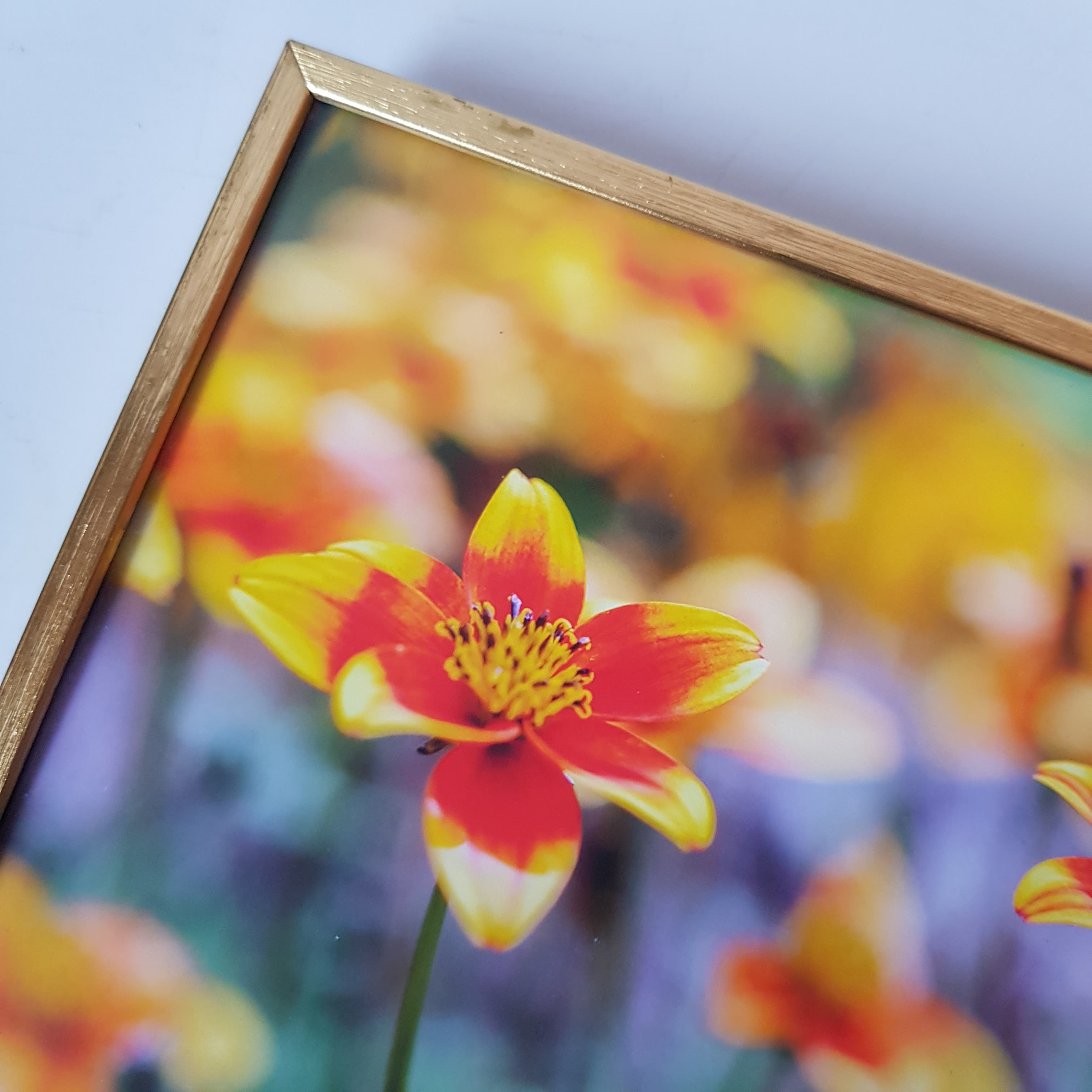 Bidens - 4