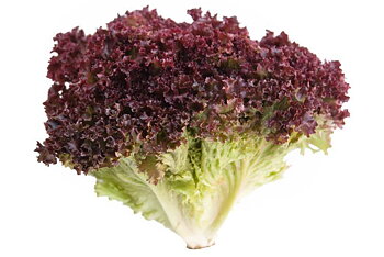 Wålstedts Sallad, Lollo rosso KRAV (jmf-pris/styck)