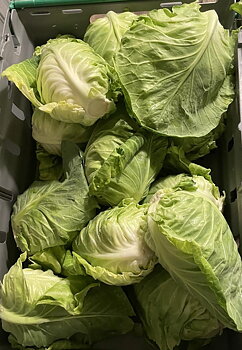 Wålstedts, Spetskål 1 kg