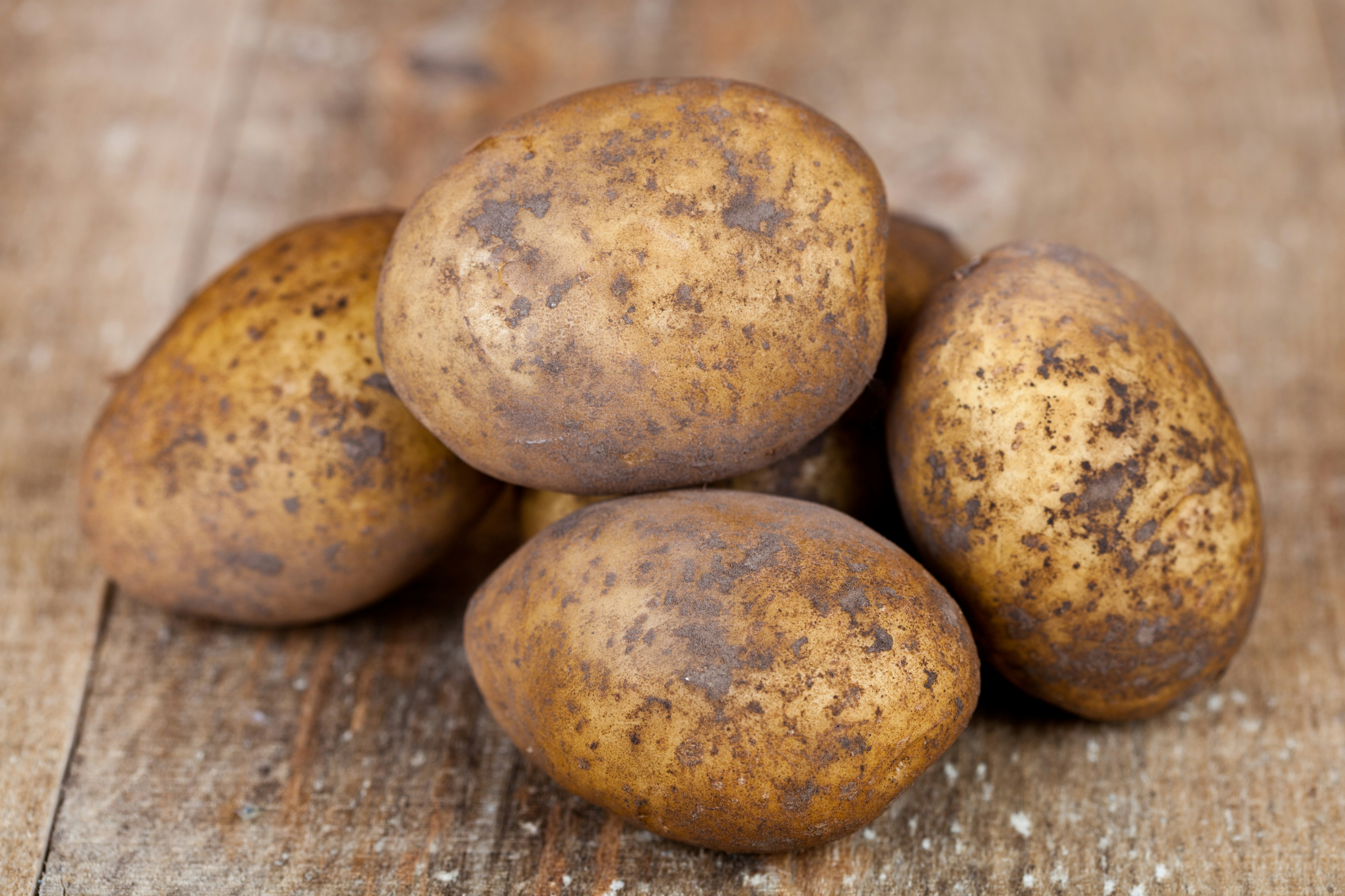 Potatis
