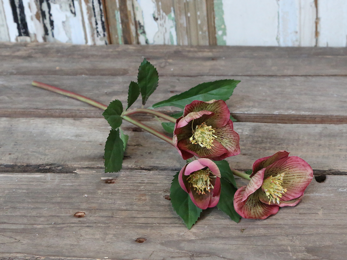 Evighetsblomma - JULROS - Gammalrosa