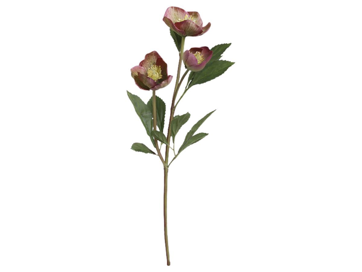 Evighetsblomma - JULROS - Gammalrosa