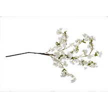 Evighetsblomma - KÖRSBÄRSBLOM