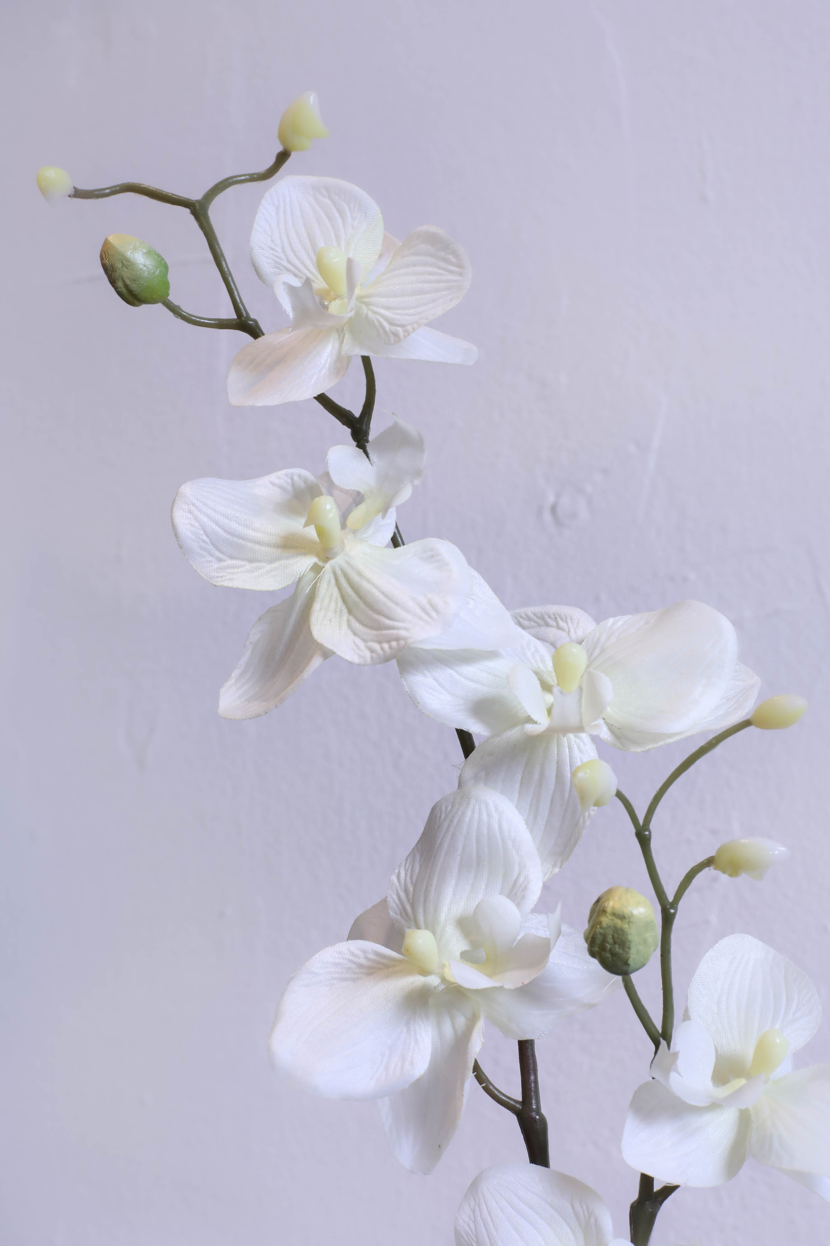 Evighetsblomma - ORKIDÉKVIST