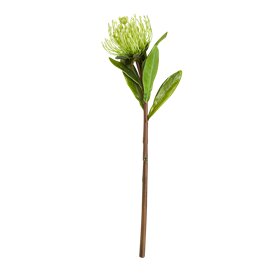 Evighetsblomma - PROTEA