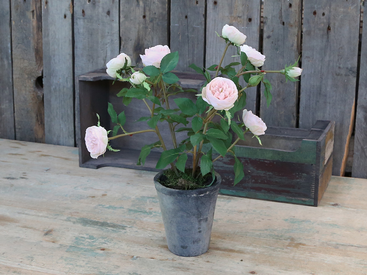 Evighetsblomma - FLEUR ROSE