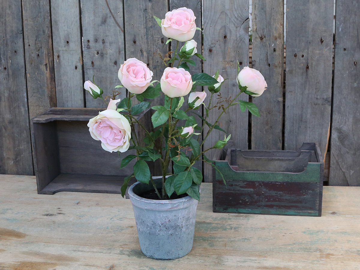 Evighetsblomma - FLEUR ROSE