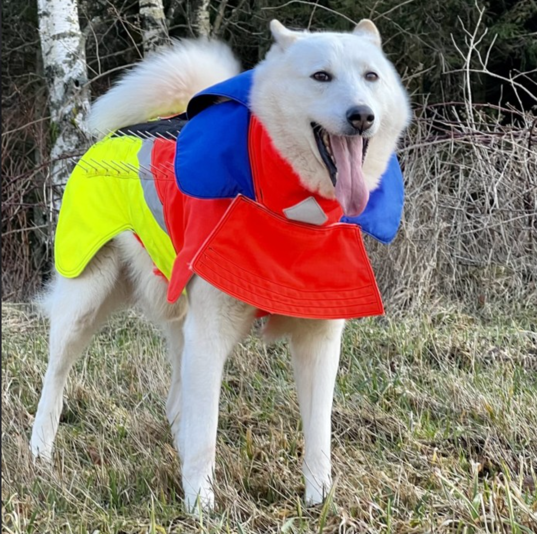 Tuskproof Skyddsväst för hund mot varg