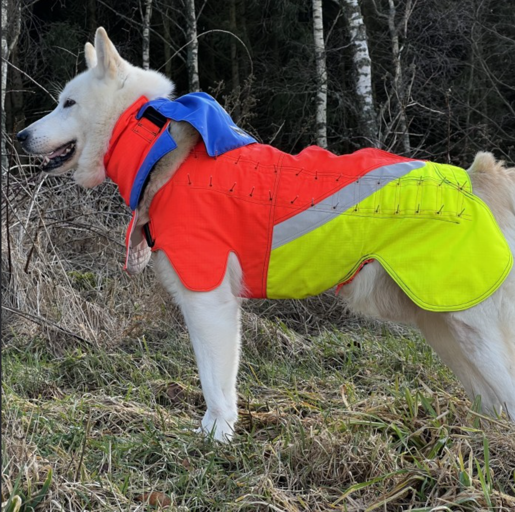 Tuskproof Skyddsväst för hund mot varg - 5