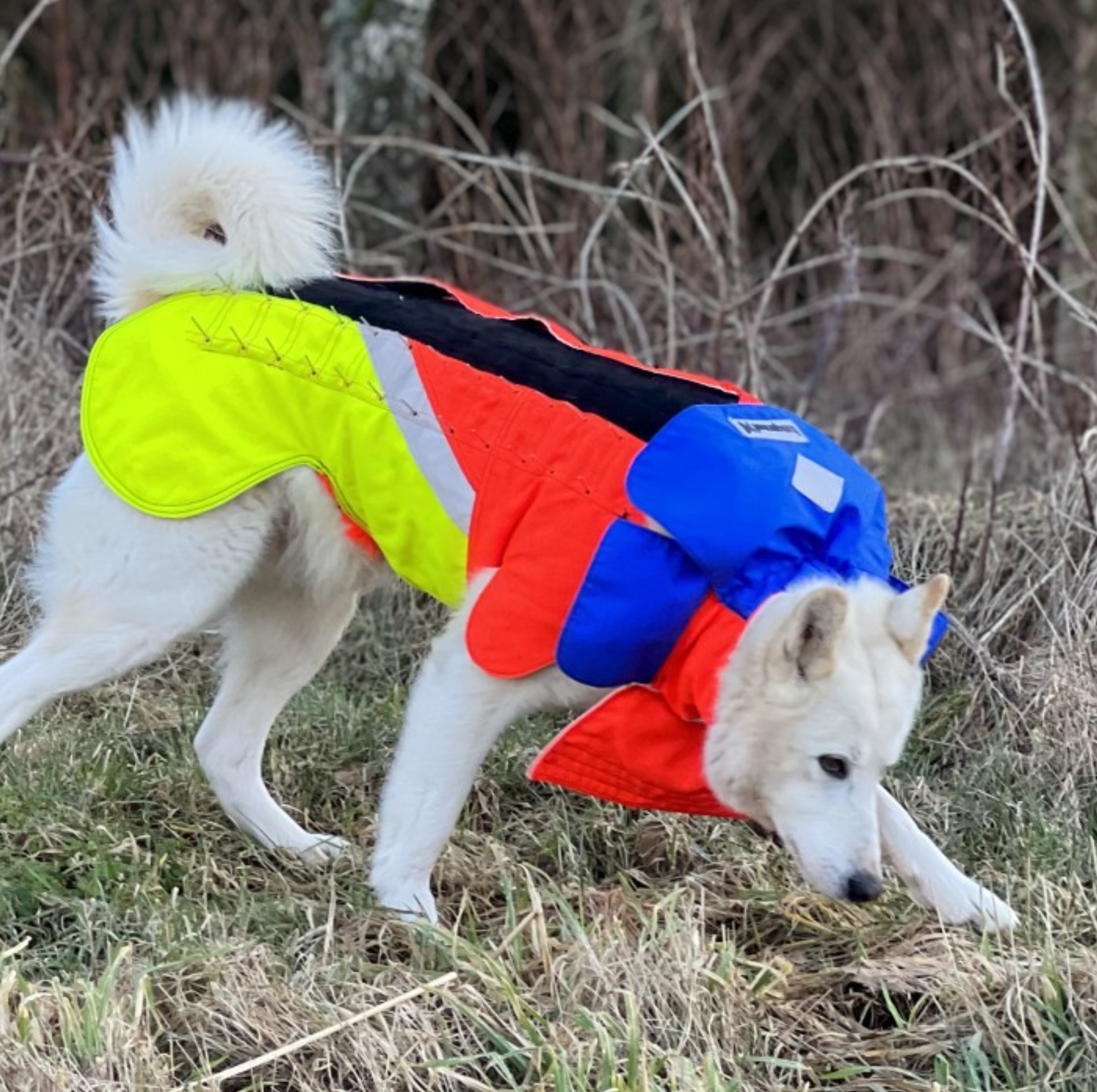 Tuskproof Skyddsväst för hund mot varg - 4