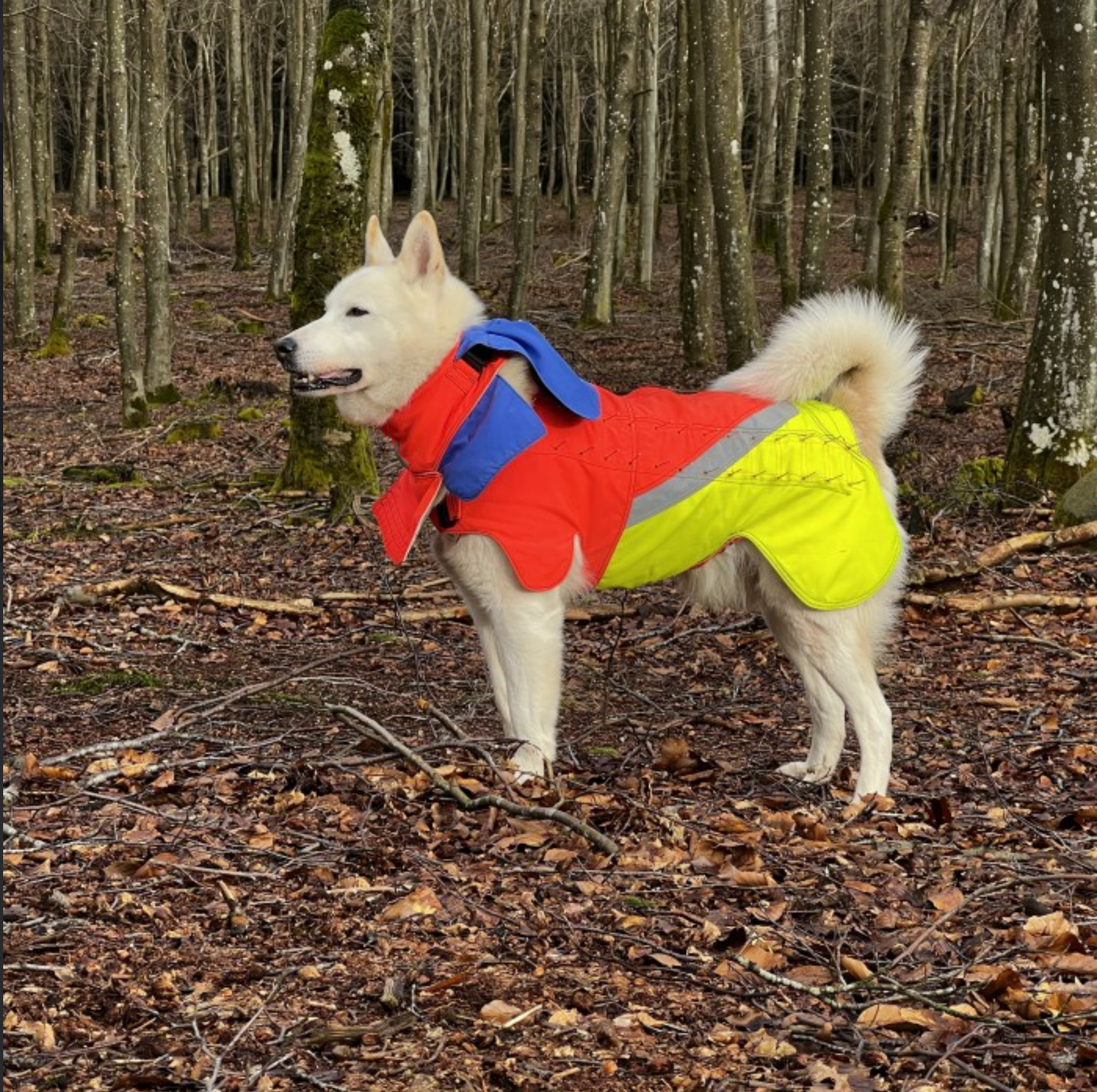 Tuskproof Skyddsväst för hund mot varg - 3