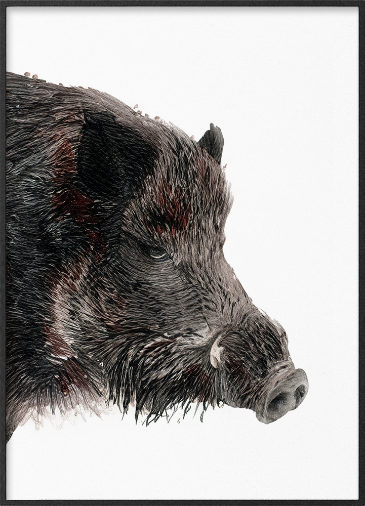 Vildsvin vattenfärgstil - Viltmotiv™ | Unika posters av vilda djur, bär Vildsvin vattenfärgstil - Viltmotiv™ | Unika posters av vilda djur, bär