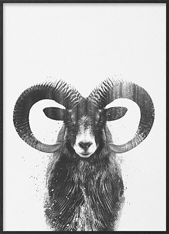 Mouflon ram portrait