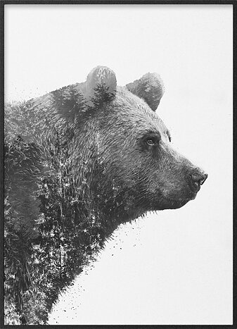 Björnporträtt