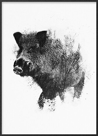 Furious wild boar