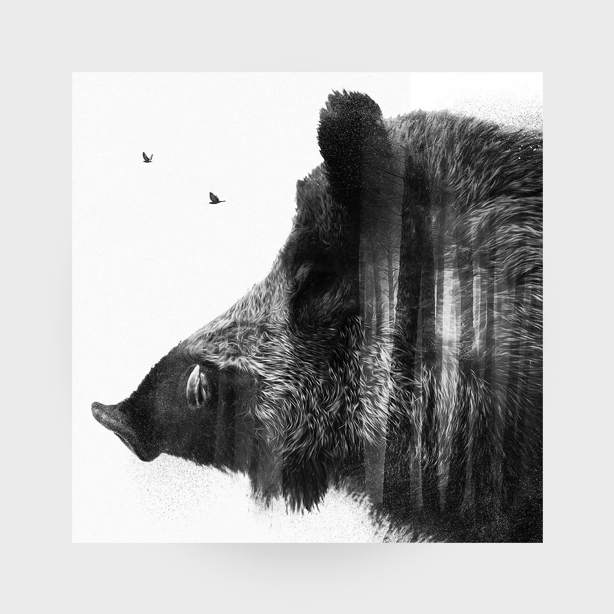 Wildschwein Porträt - Wildesmotiv™ | Einzigartige Poster mit Wildtieren ...
