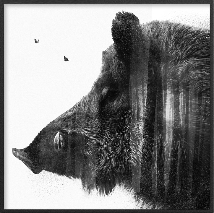 Wildschwein Porträt - Wildesmotiv™ | Einzigartige Poster mit Wildtieren ...