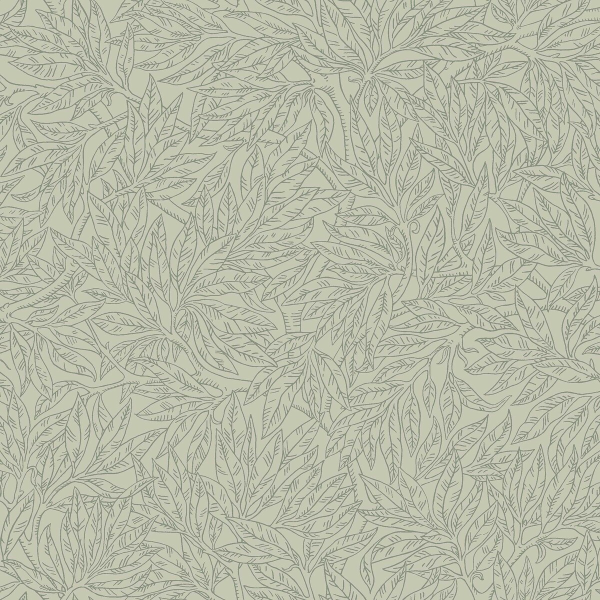 Salix Alba - 7787
