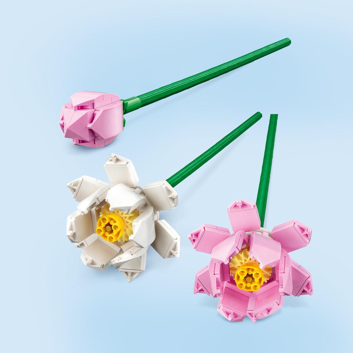 Lotusblommor - 40647 - 3