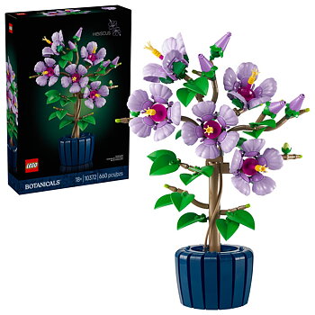 Hibiskus - 10372