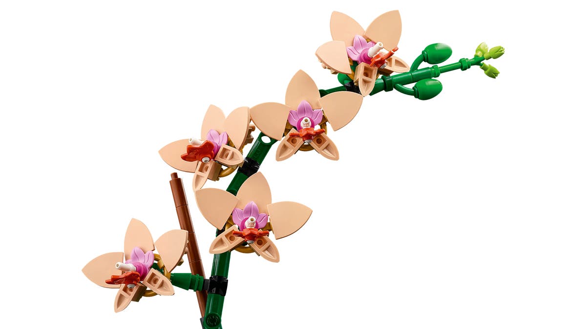 Miniorkidé - 10343 - 2