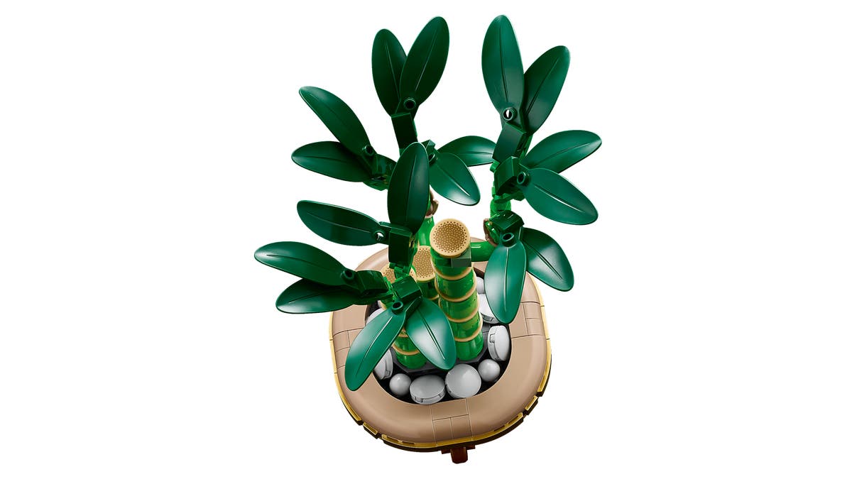 Bambudracena - 10344 - 2