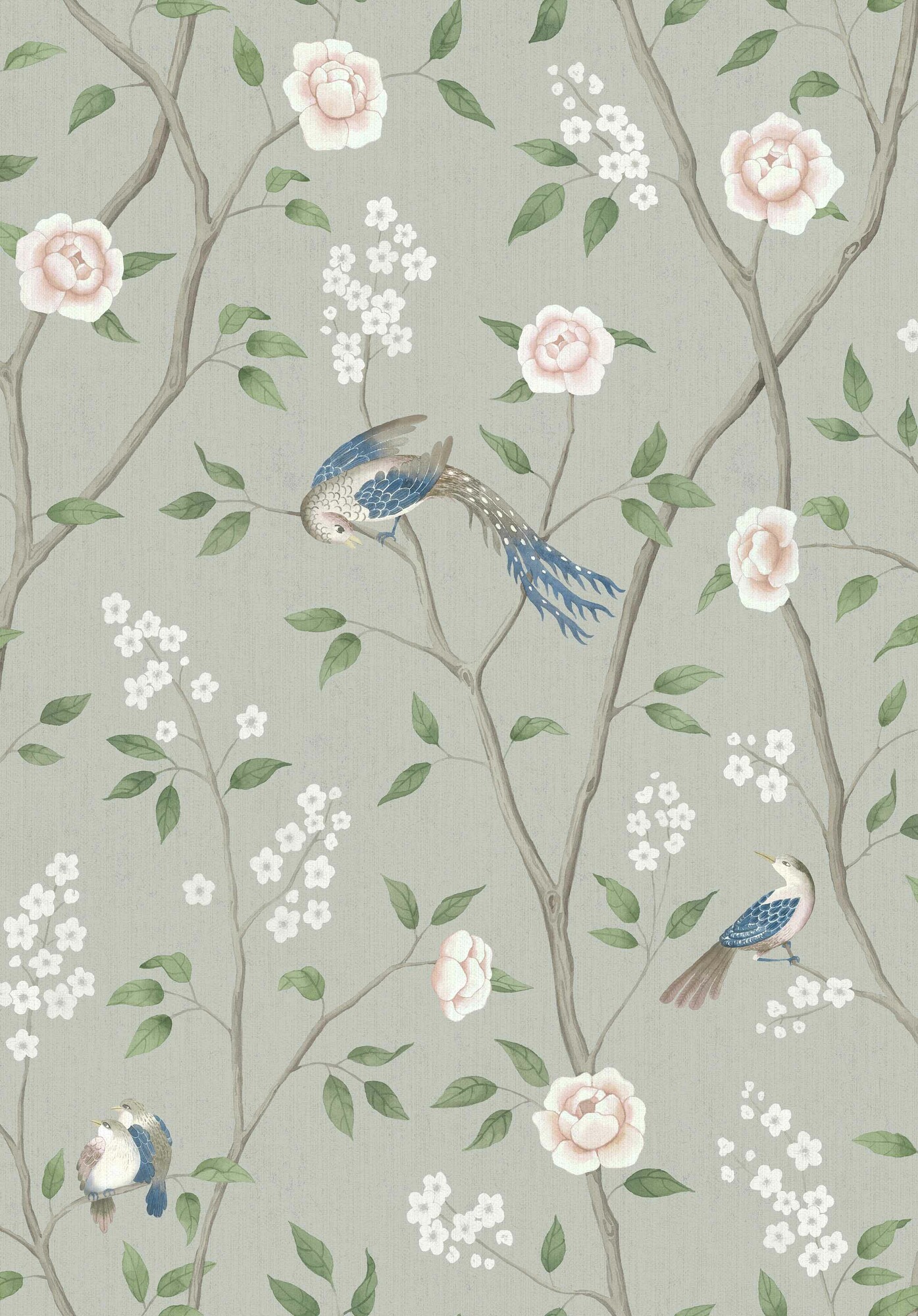 Paradise Birds - 1903