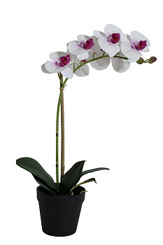 Orkide Vit/Lila 1 Stam 48cm