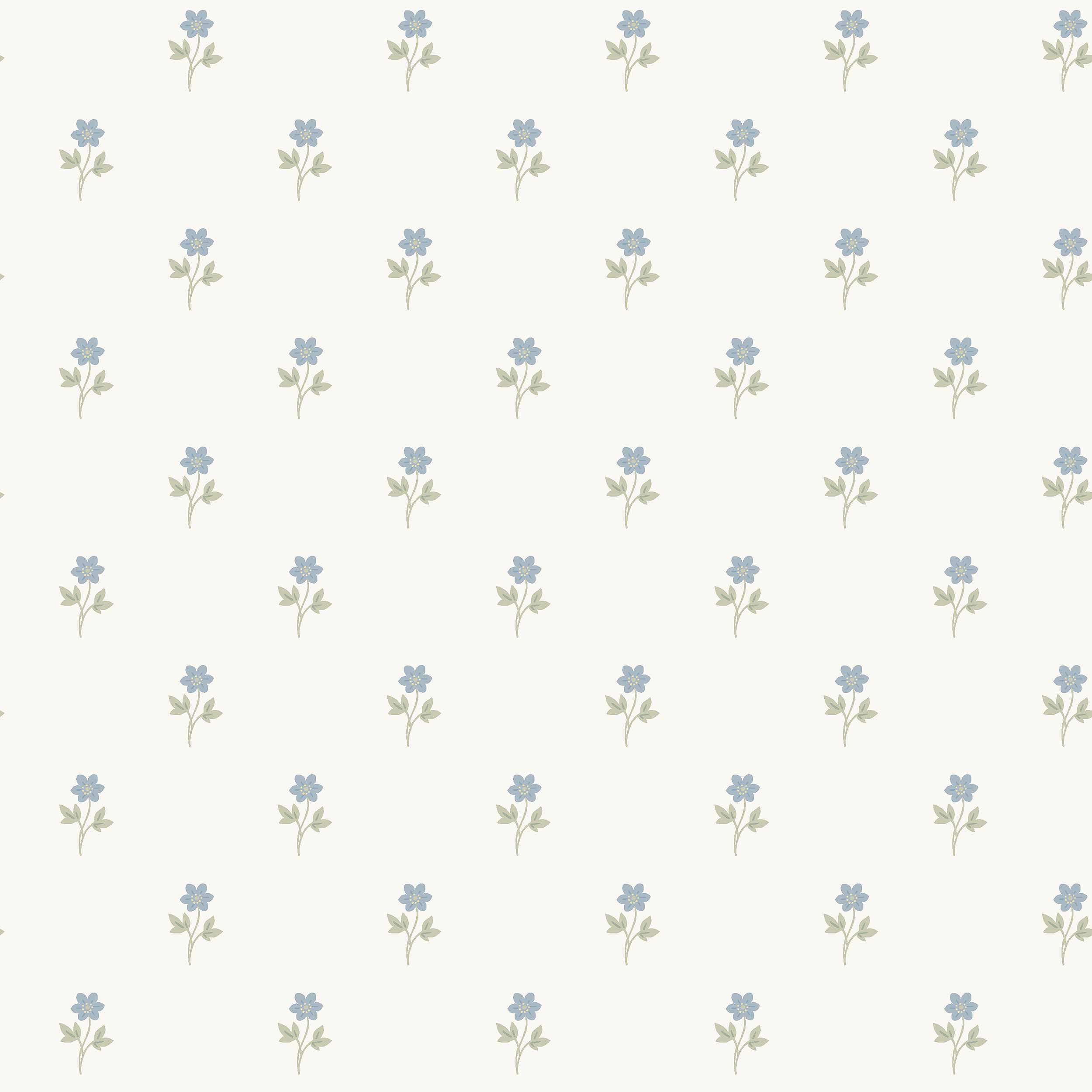Anemone - 6974