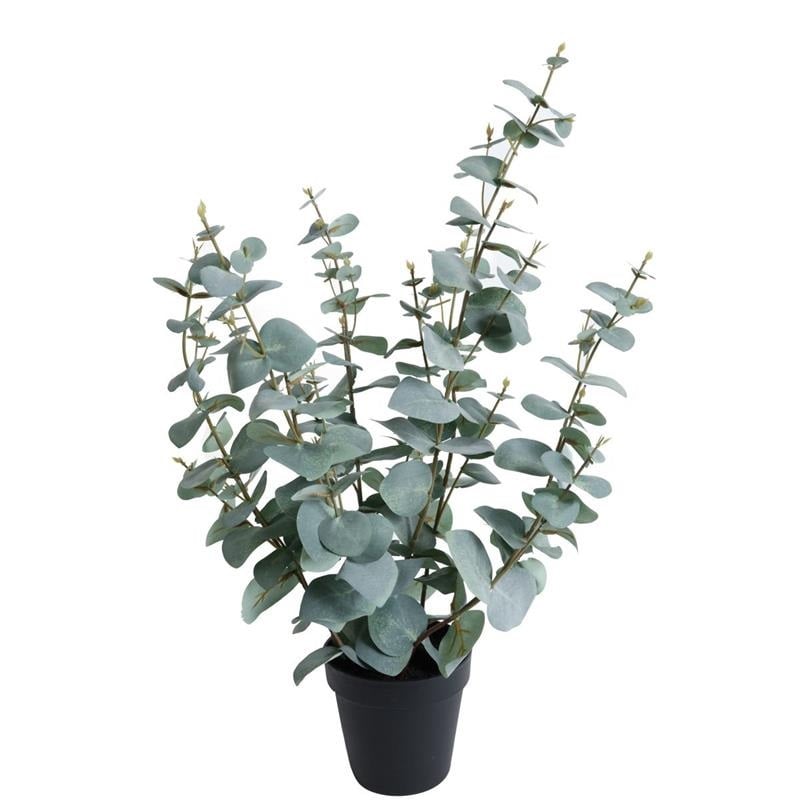 Eucalyptus H60cm