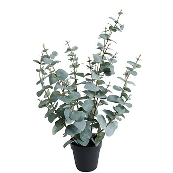 Eucalyptus H60cm
