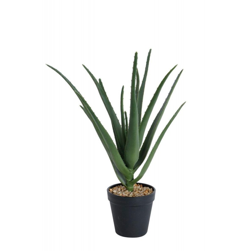 Aloe Vera H38cm