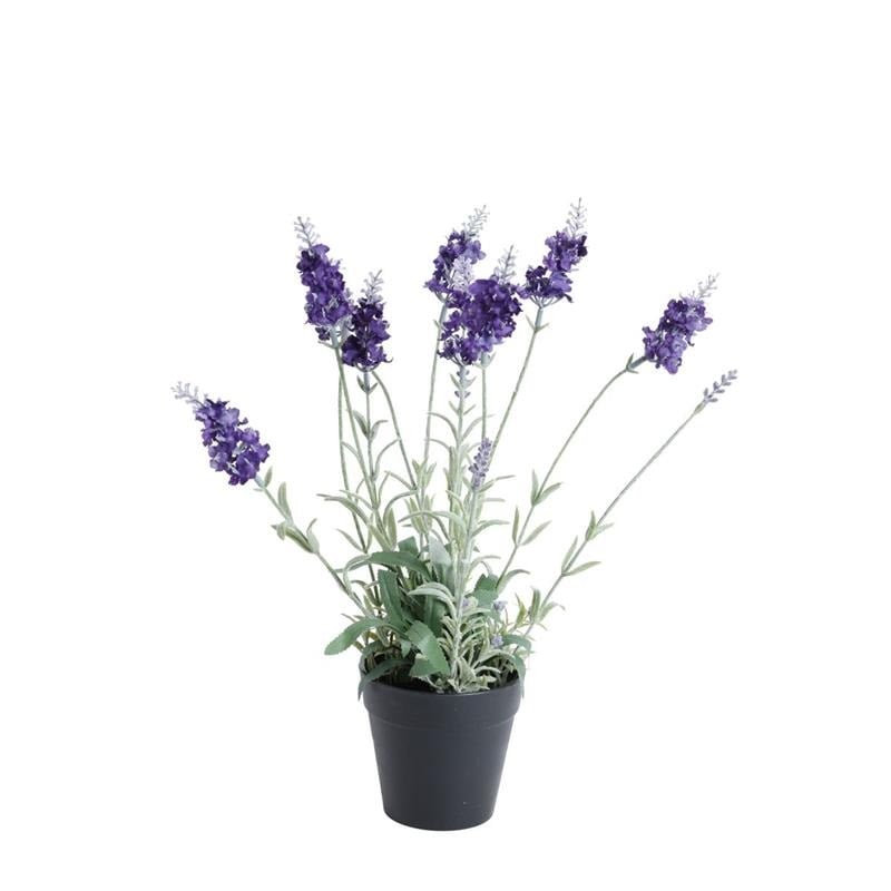 Lavendel i Kruka H40cm
