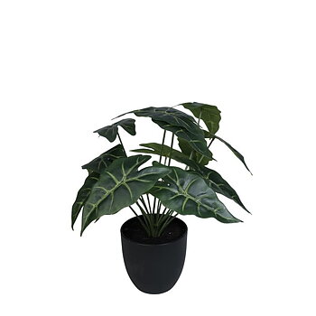 Philodendron H25cm
