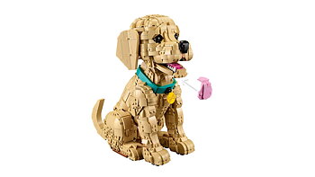 Golden Retriever-valp - 11384
