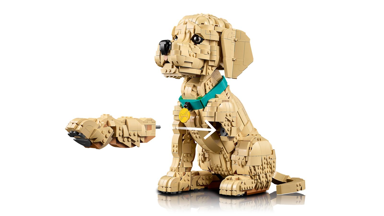Golden Retriever-valp - 11384 - 3
