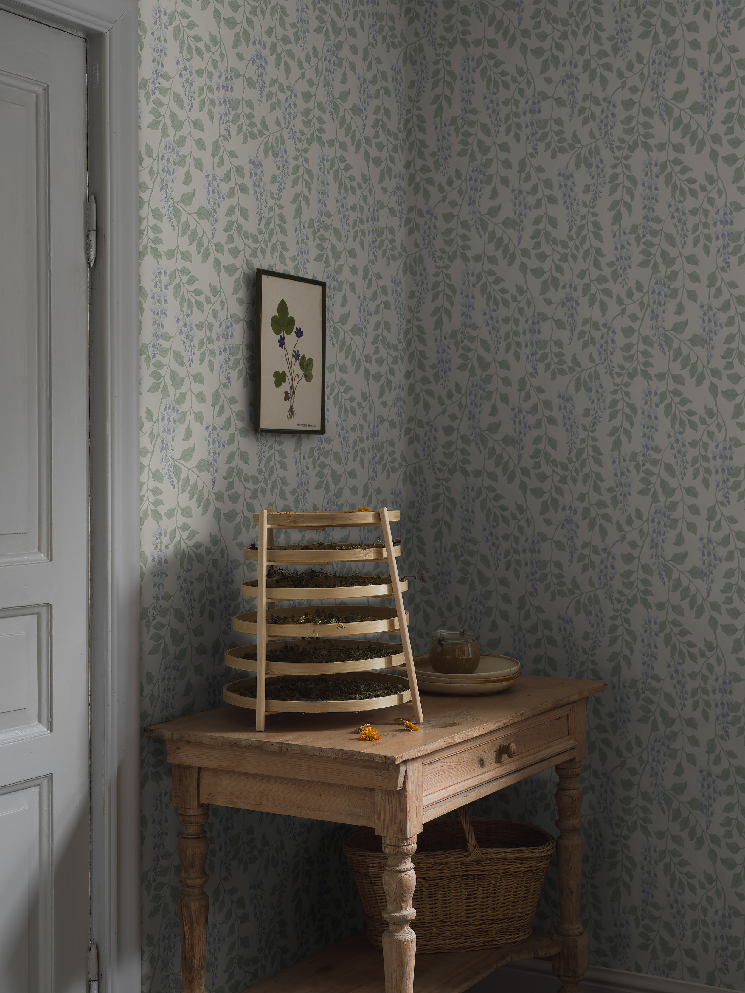 Blåregn - 5707 - 2