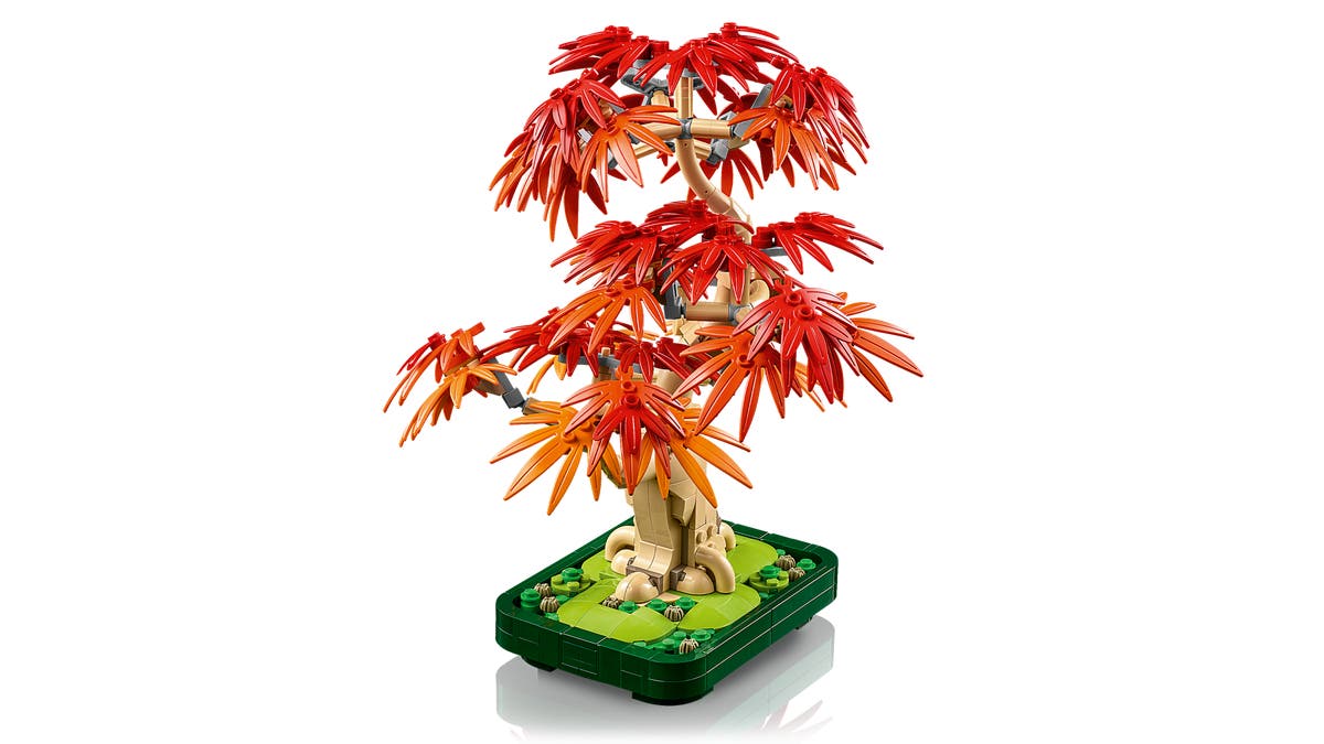 Bonsaiträd: Japansk Lönn - 10348 - 3