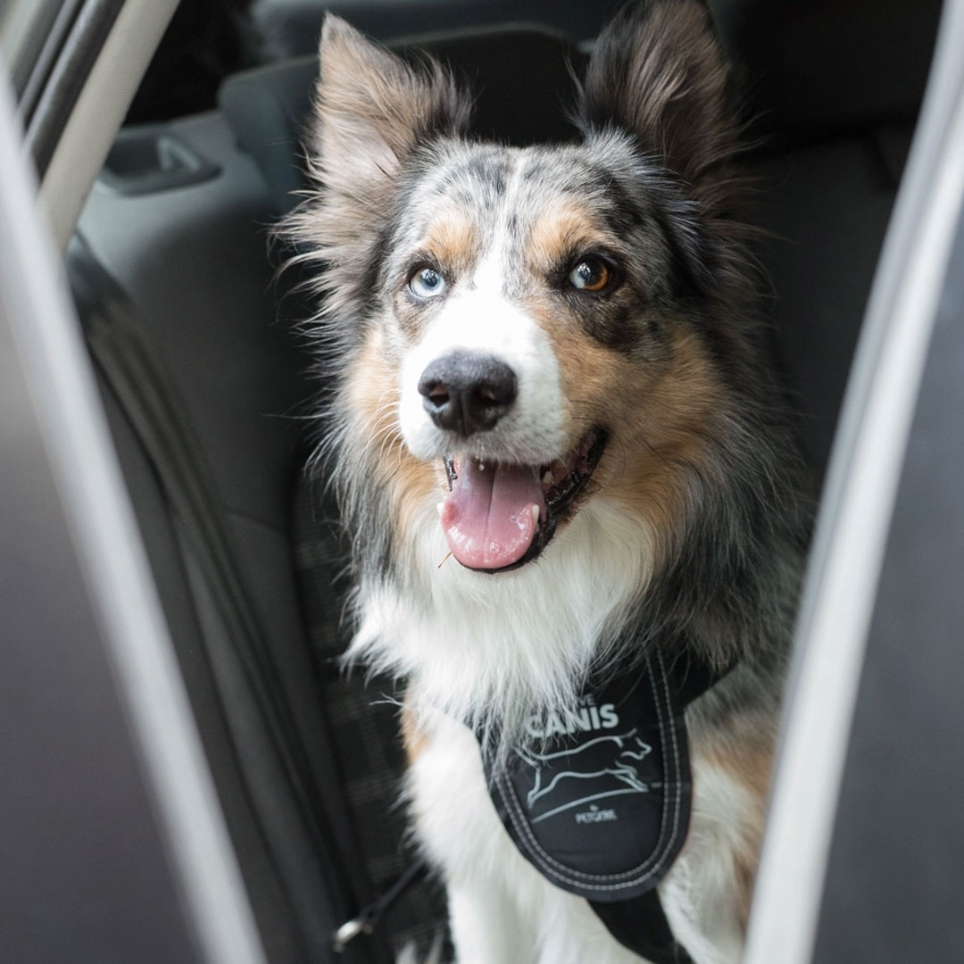 Bilsele för Hund - 2